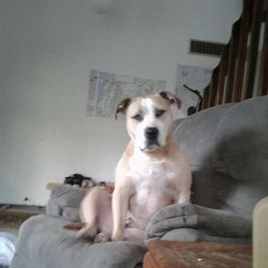 Meet your Posher, Bob